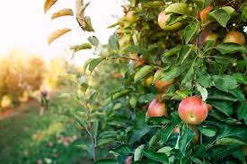 خرید و قیمت سیب درختی + فروش عمده